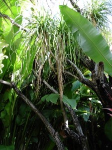 Yes, it is a Beaucarnea Recurvata         